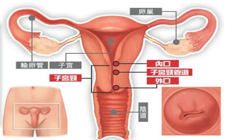 子宫内膜炎的检查项目有哪些?(图5)